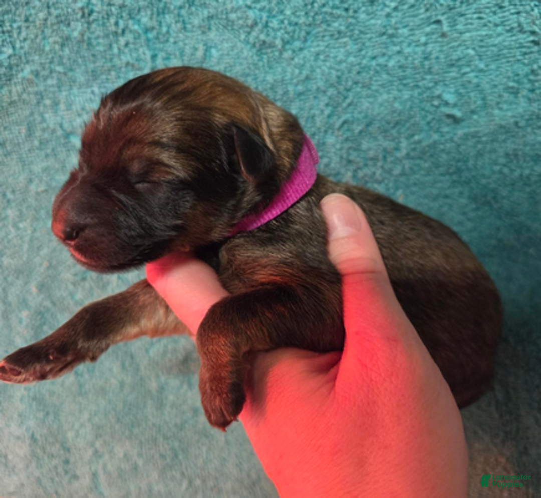 German Shepherd dogs for sale: Magenta Collar Girl - Ad 1