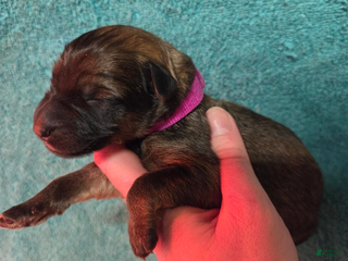 German Shepherd dogs Magenta Collar Girl - Ad 42