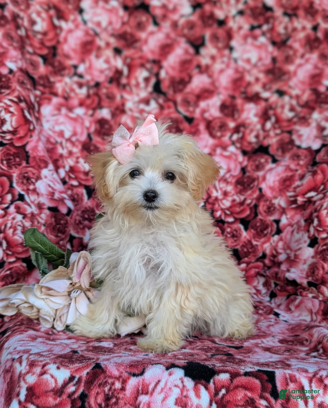 Maltipoo dogs for sale: Buffy 8 lbs Full Grown - Ad 1
