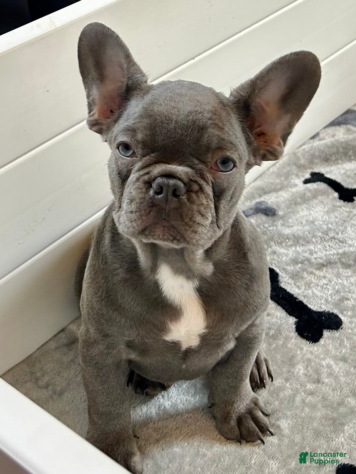 French Bulldog dogs Malibu - Ad 1