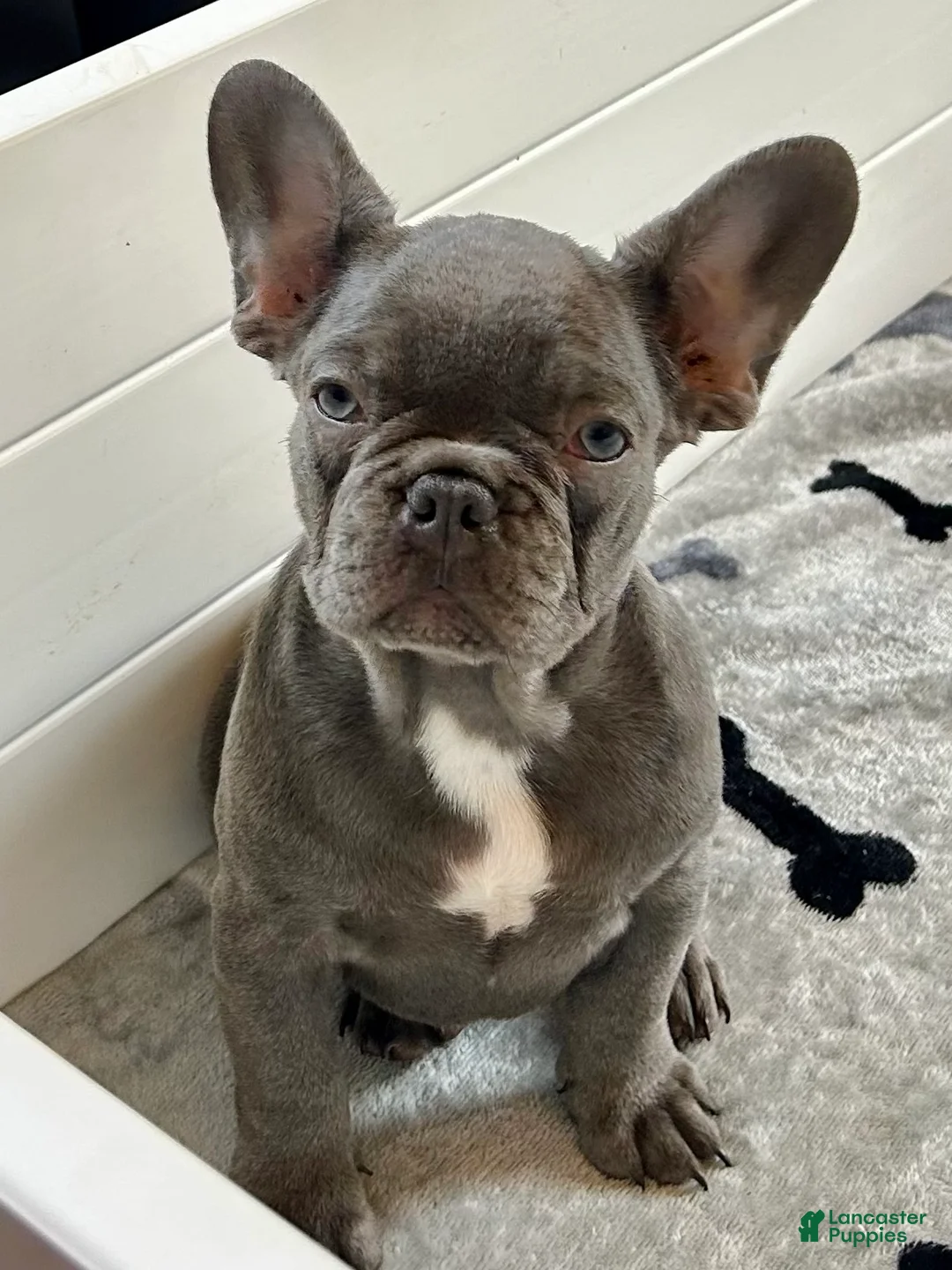 French Bulldog dogs for sale: Malibu - Ad 1