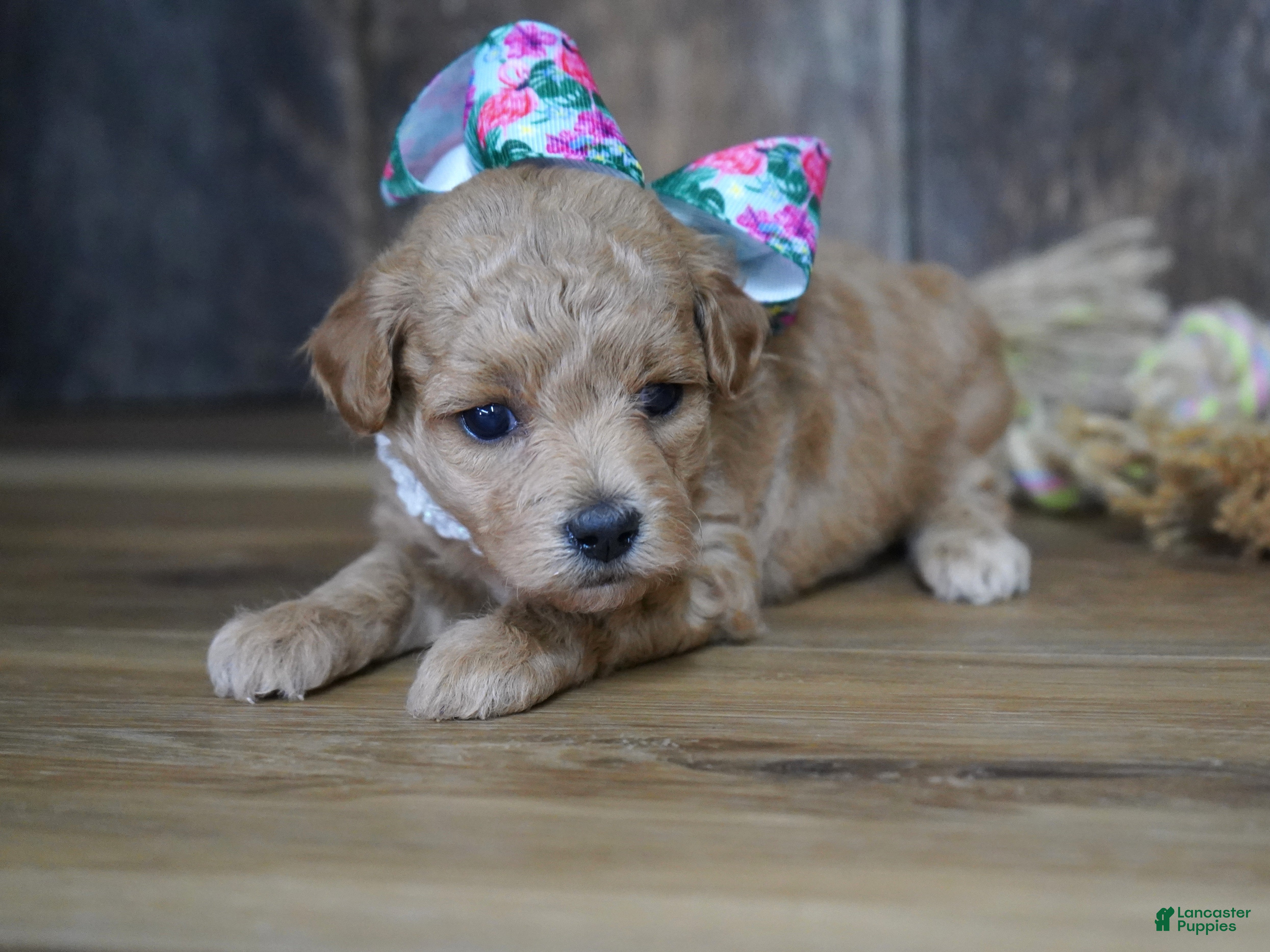 Maltipoo dogs Grace - Ad 23