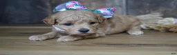 Maltipoo dogs for sale: Grace - Ad 1