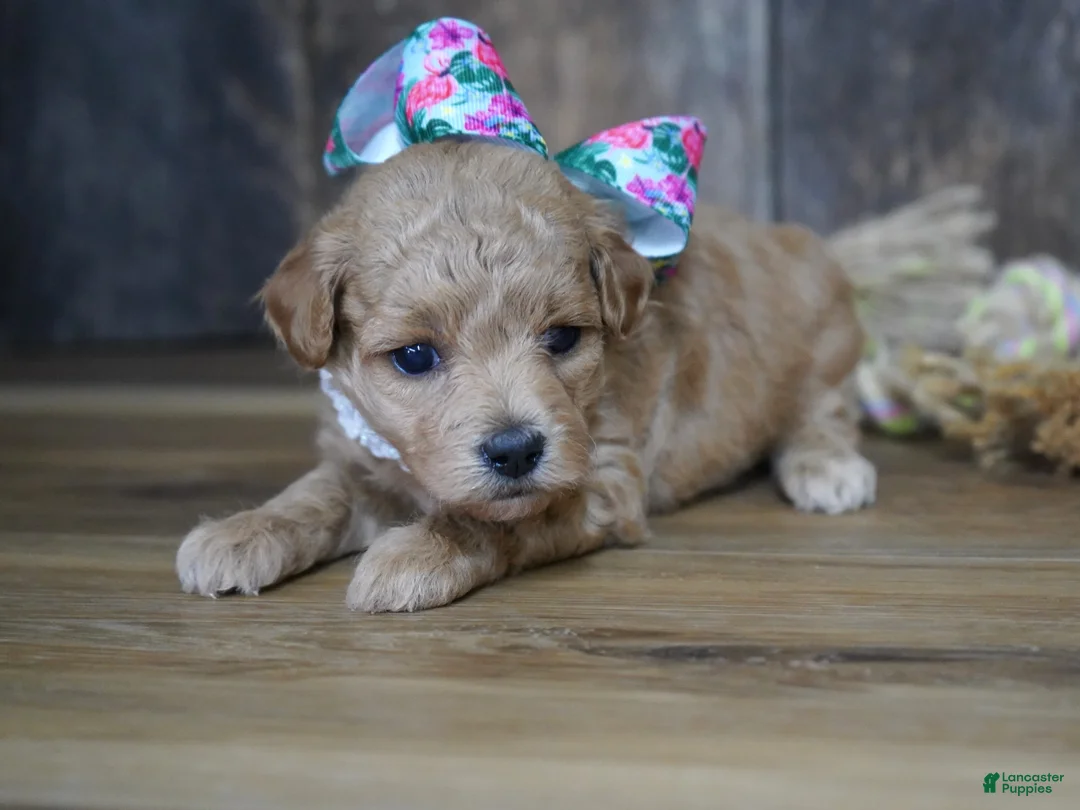 Maltipoo dogs for sale: Grace - Ad 1