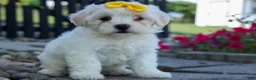 Teddy Bear dogs for sale: Bubbles 💖 - Ad 6