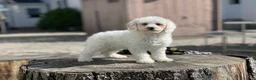 Miniature Poodle dogs for sale: Zella - Ad 5