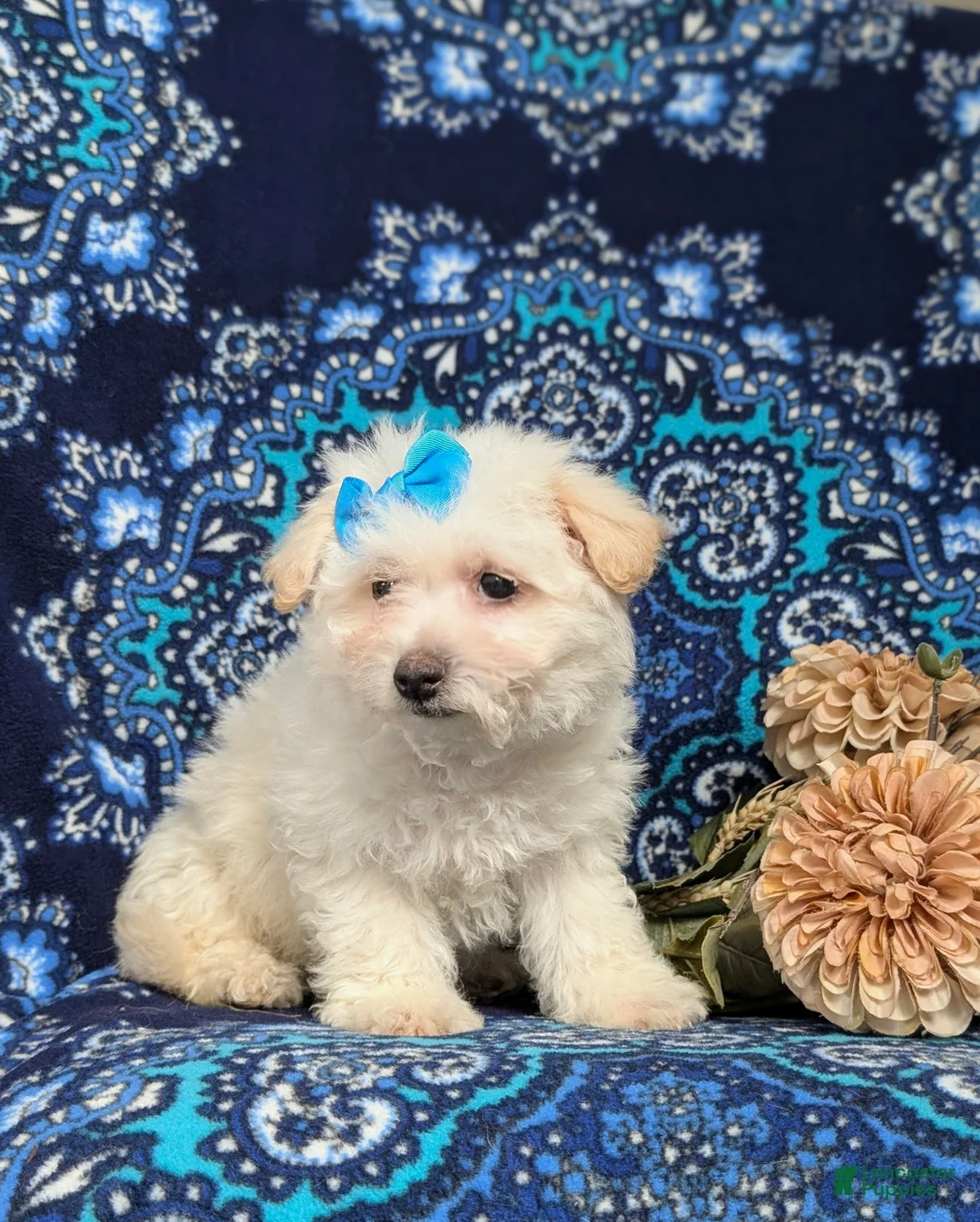 Bichon Frise dogs for sale: Carleen - Ad 4