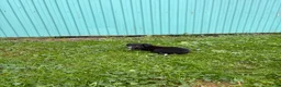 Border Collie dogs for sale: Jen Border Collie  - Ad 1