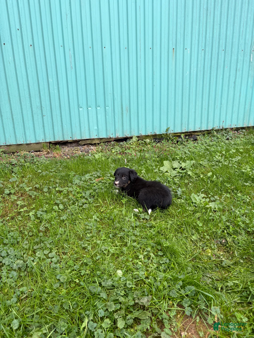 Border Collie dogs for sale: Jen Border Collie  - Ad 1