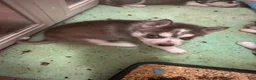 Siberian Husky dogs for sale: Siberian Husky 2 - Ad 3
