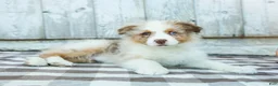 Australian Shepherd dogs for sale: Rocky - Ad 3