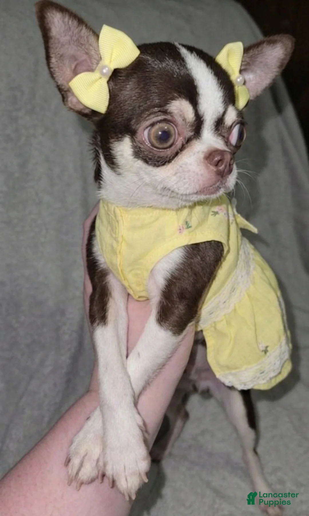 Chihuahua dogs for sale: Raina  - Ad 2