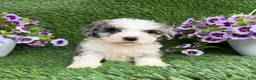 Mixed Breed dogs for sale: Bozo - Ad 5