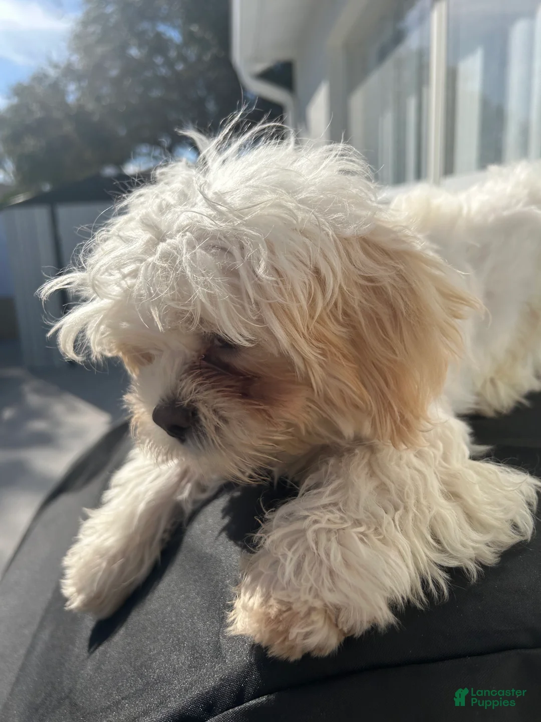 Shih Tzu dogs for sale: Shih Tzu Puppy 2 - Ad 6