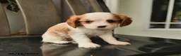 Cavalier King Charles Spaniel dogs for sale: Spirit - Ad 4