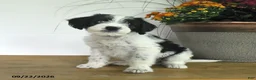 Mixed Breed dogs for sale: Dixie - Ad 3