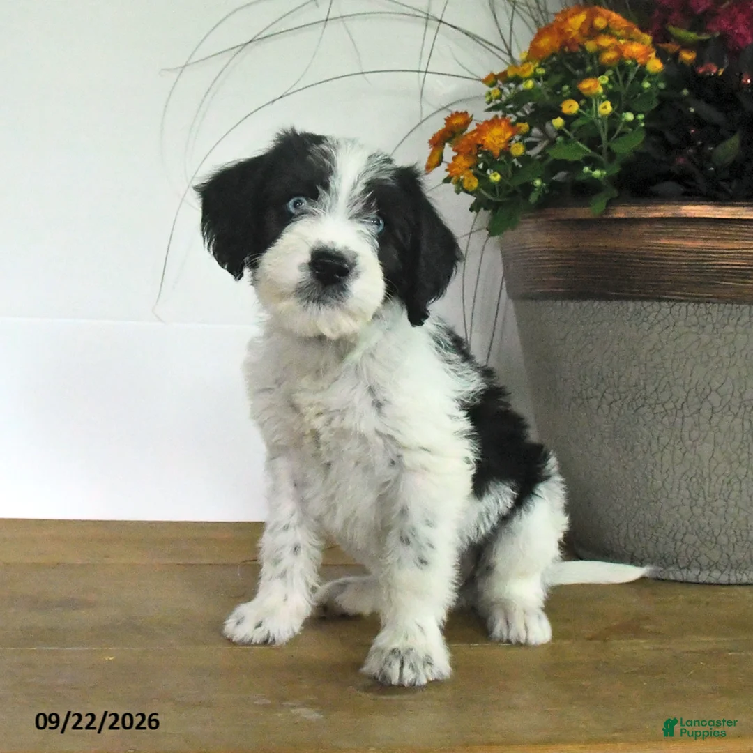 Mixed Breed dogs for sale: Dixie - Ad 3