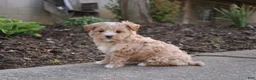 Maltipoo dogs for sale: Sapphire - Ad 3