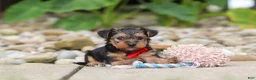 Yorkiepoo dogs for sale: Baklava - Ad 4