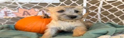 Cairn Terrier dogs for sale: Jessica  - Ad 4