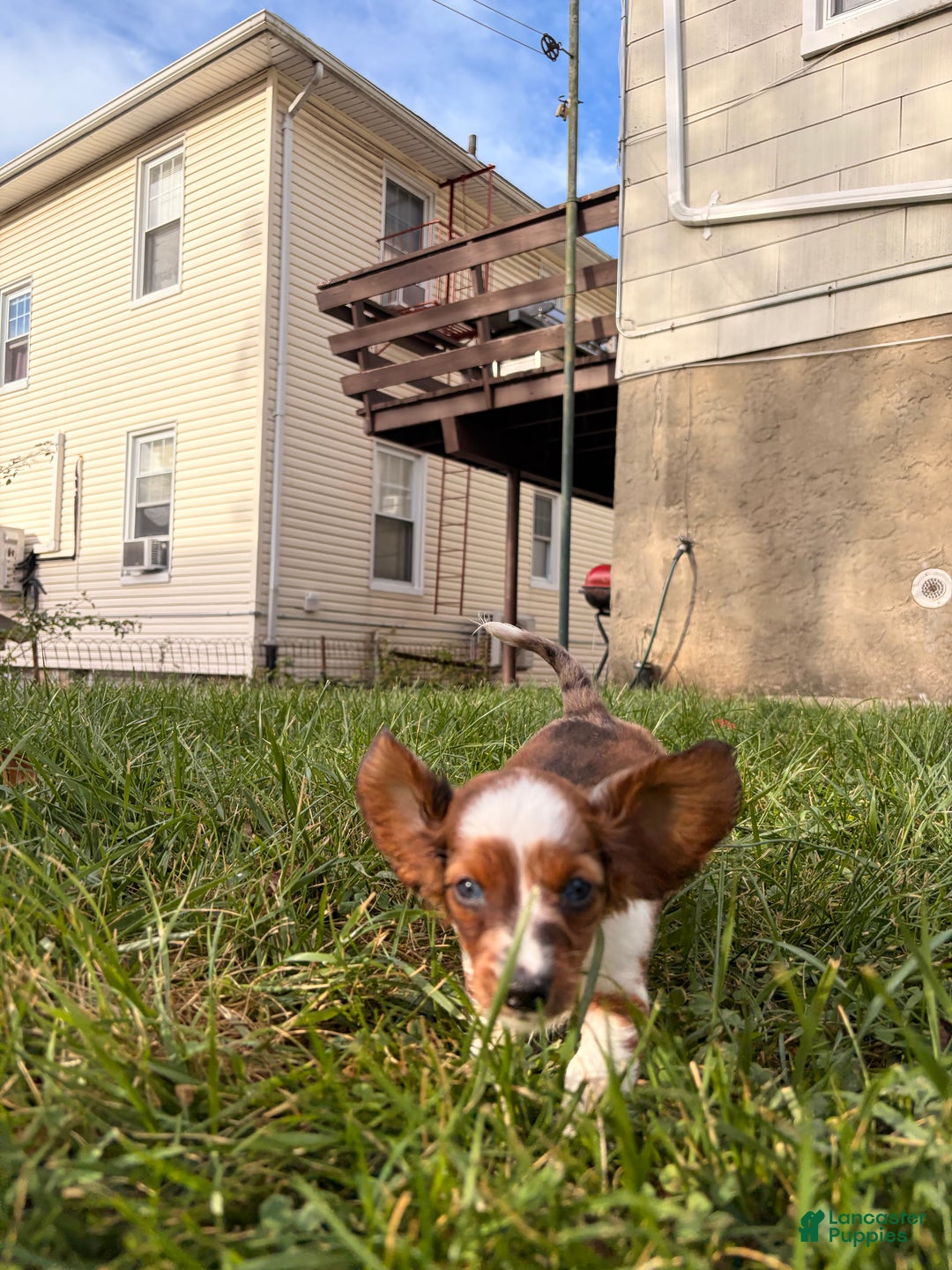 Miniature Dachshund dogs for sale: Hazel - Ad 6