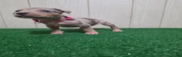 American Bully dogs for sale: American Bully XL Puppy 7 (Pink Collar) - Ad 4