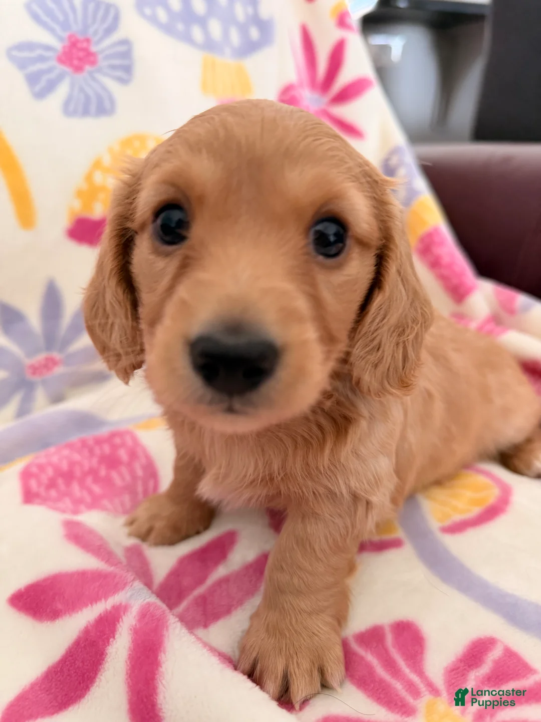 Dachshund dogs for sale: Dachshund Puppy 2 - Ad 10