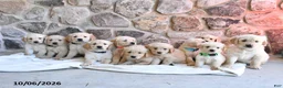 Golden Retriever dogs for sale: Daisy - Ad 5