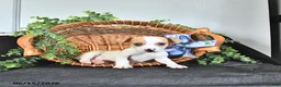 Jack Russell Terrier dogs for sale: Tucker - Ad 4
