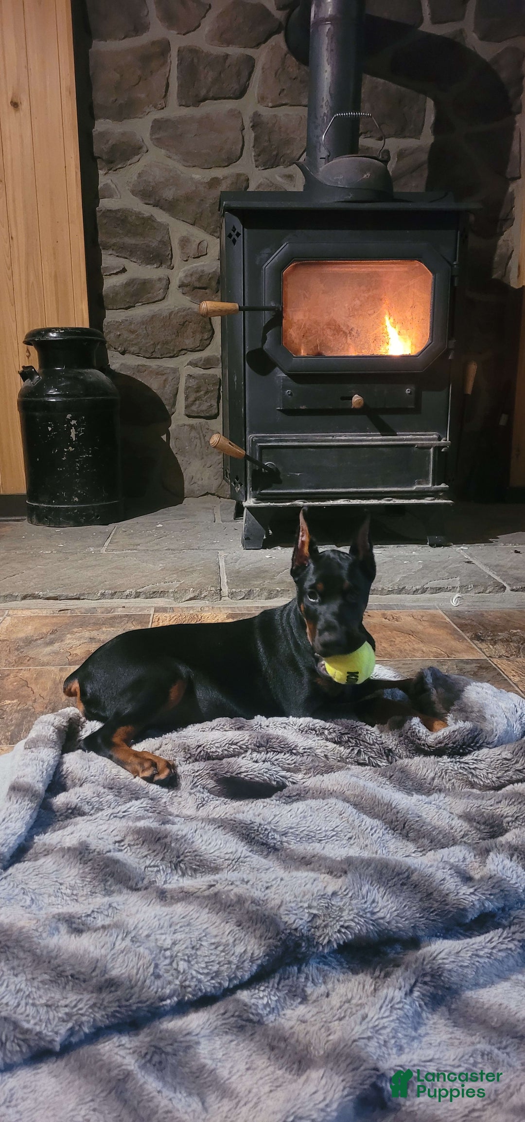 Gallery Image {{count}}