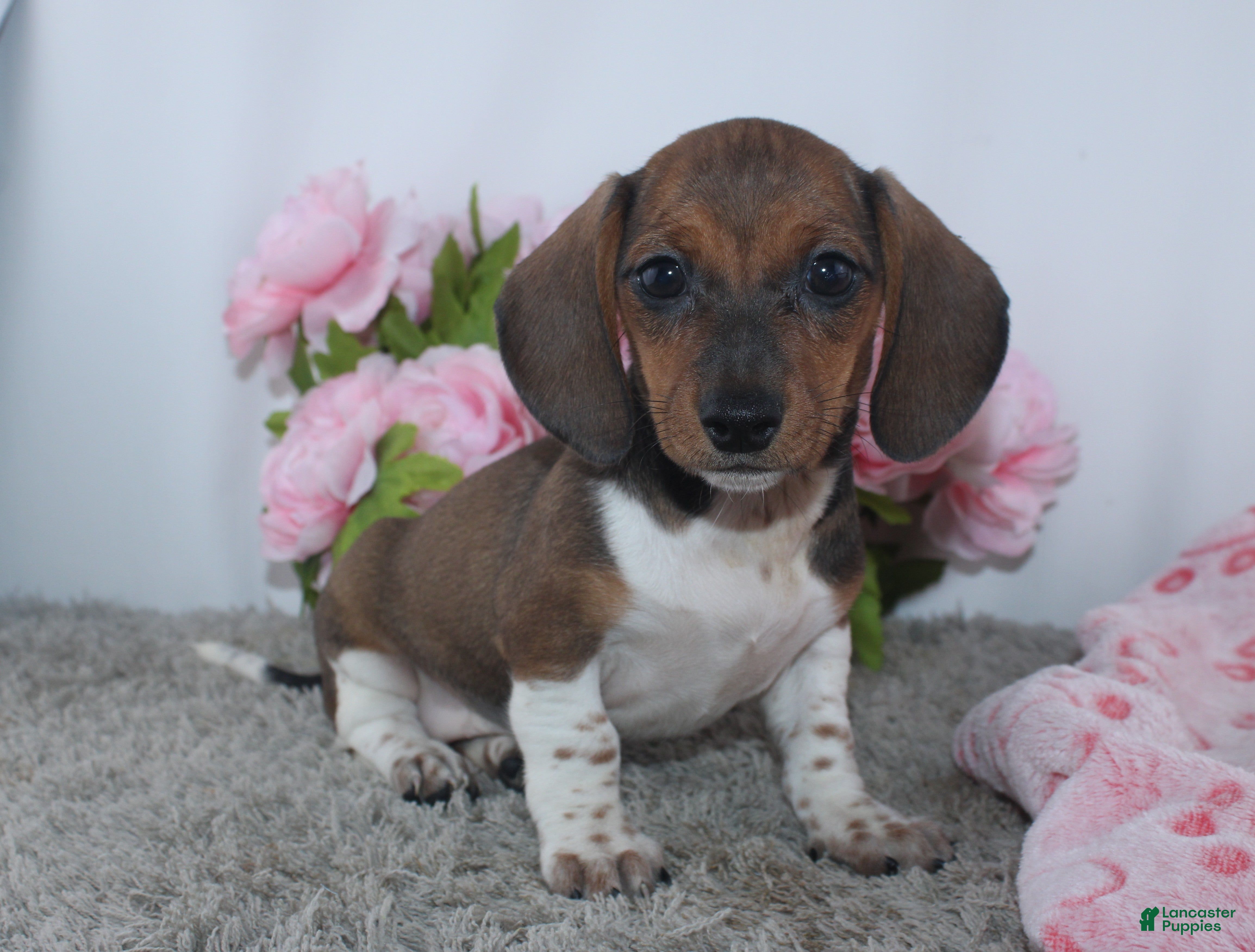 Miniature Dachshund dogs Kallie - Ad 2