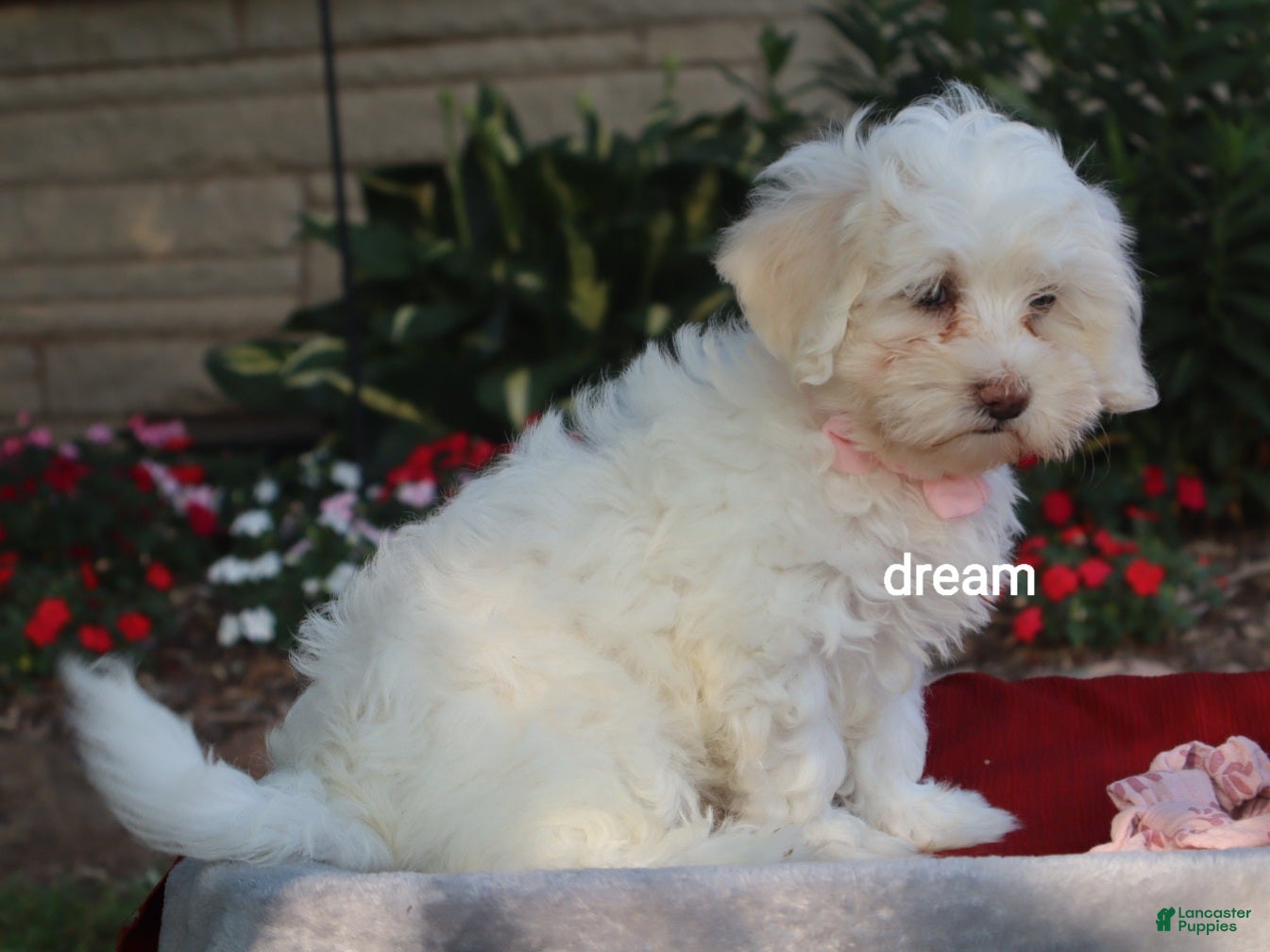 Shihpoo dogs Rayna - Ad 2