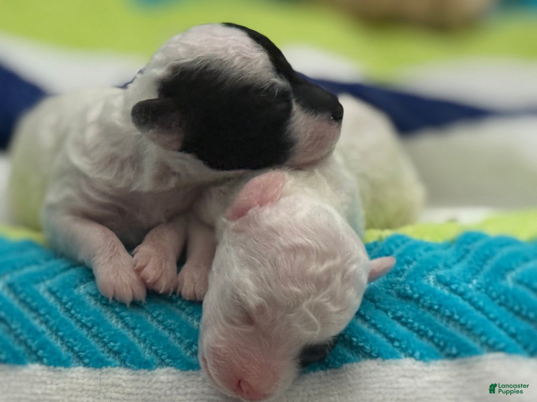 Mini Bernedoodle dogs for sale: Moet - Ad 6