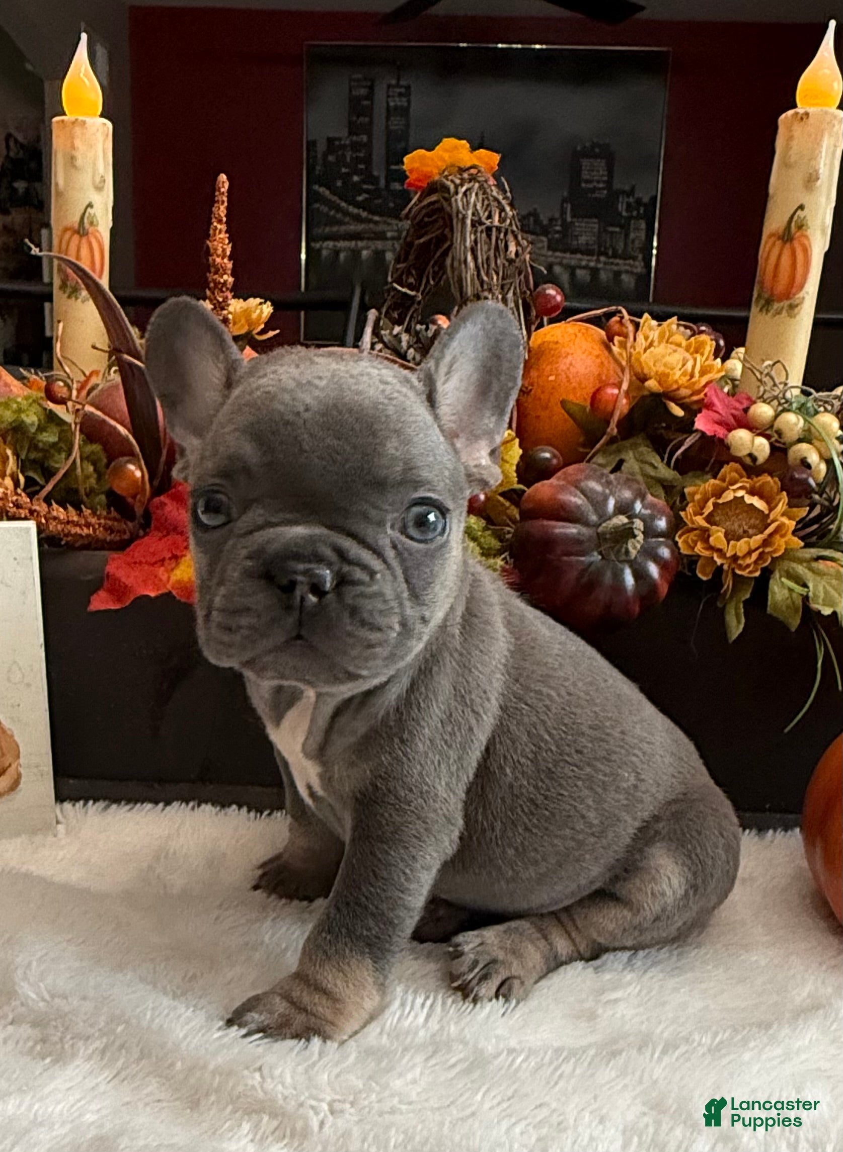 French Bulldog dogs Bingo  - Ad 1