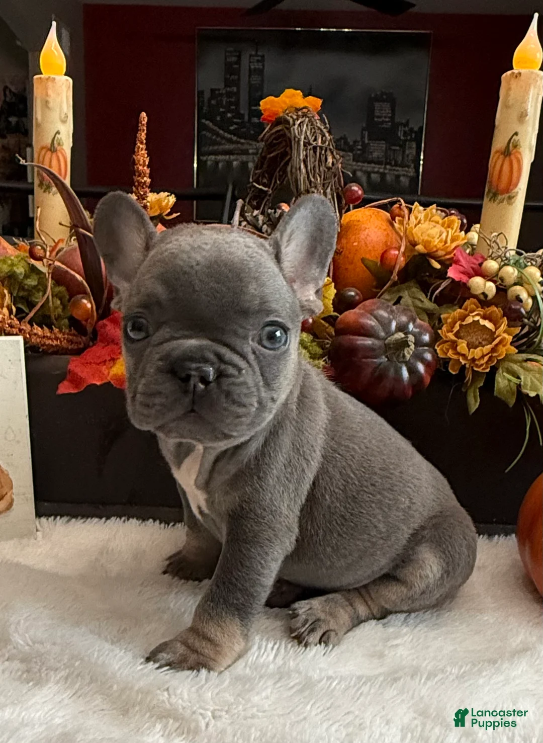 French Bulldog dogs for sale: Bingo  - Ad 1