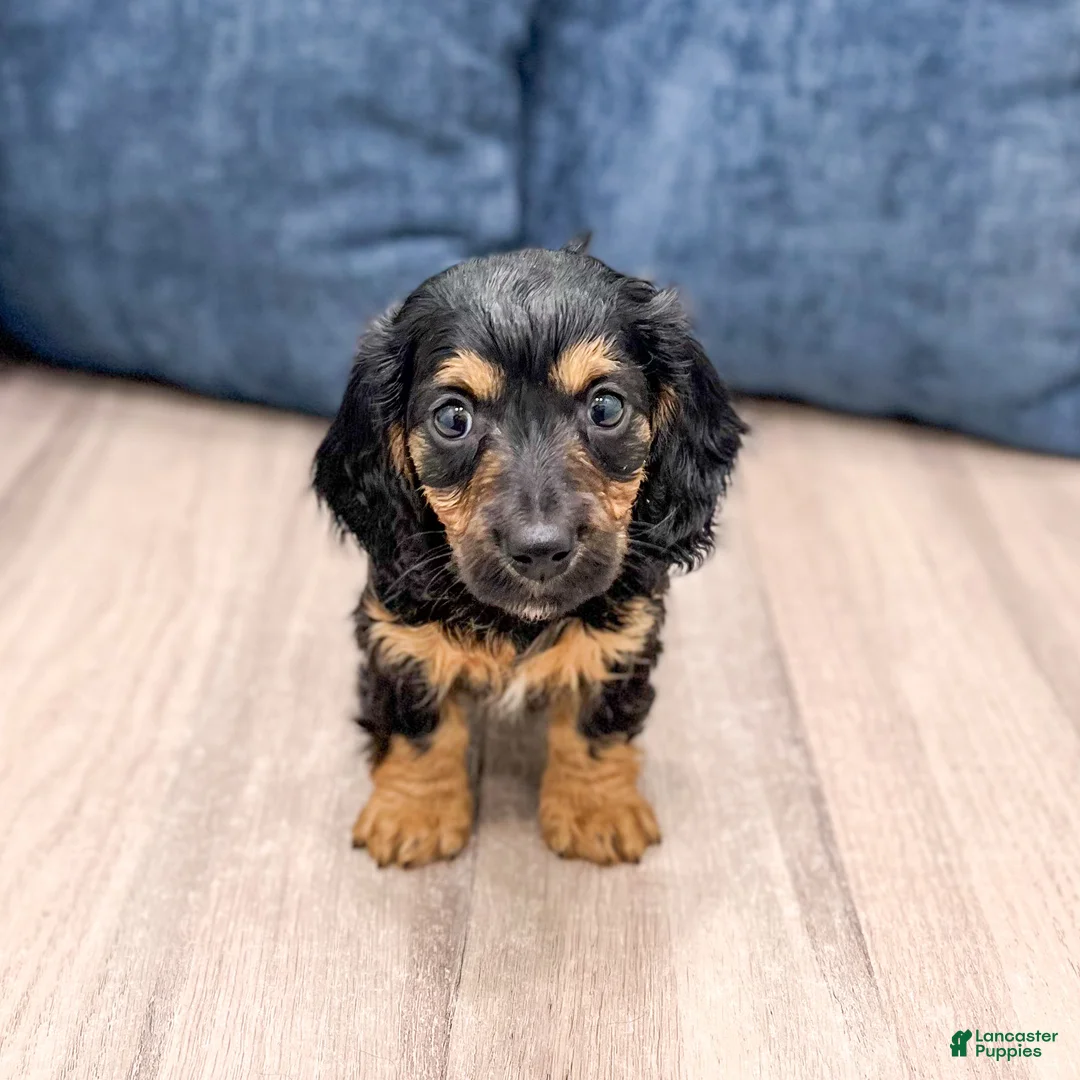 Miniature Dachshund dogs for sale: Benji - Ad 1