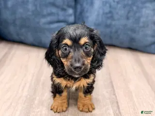 Miniature Dachshund dogs for sale: Benji - Ad 3