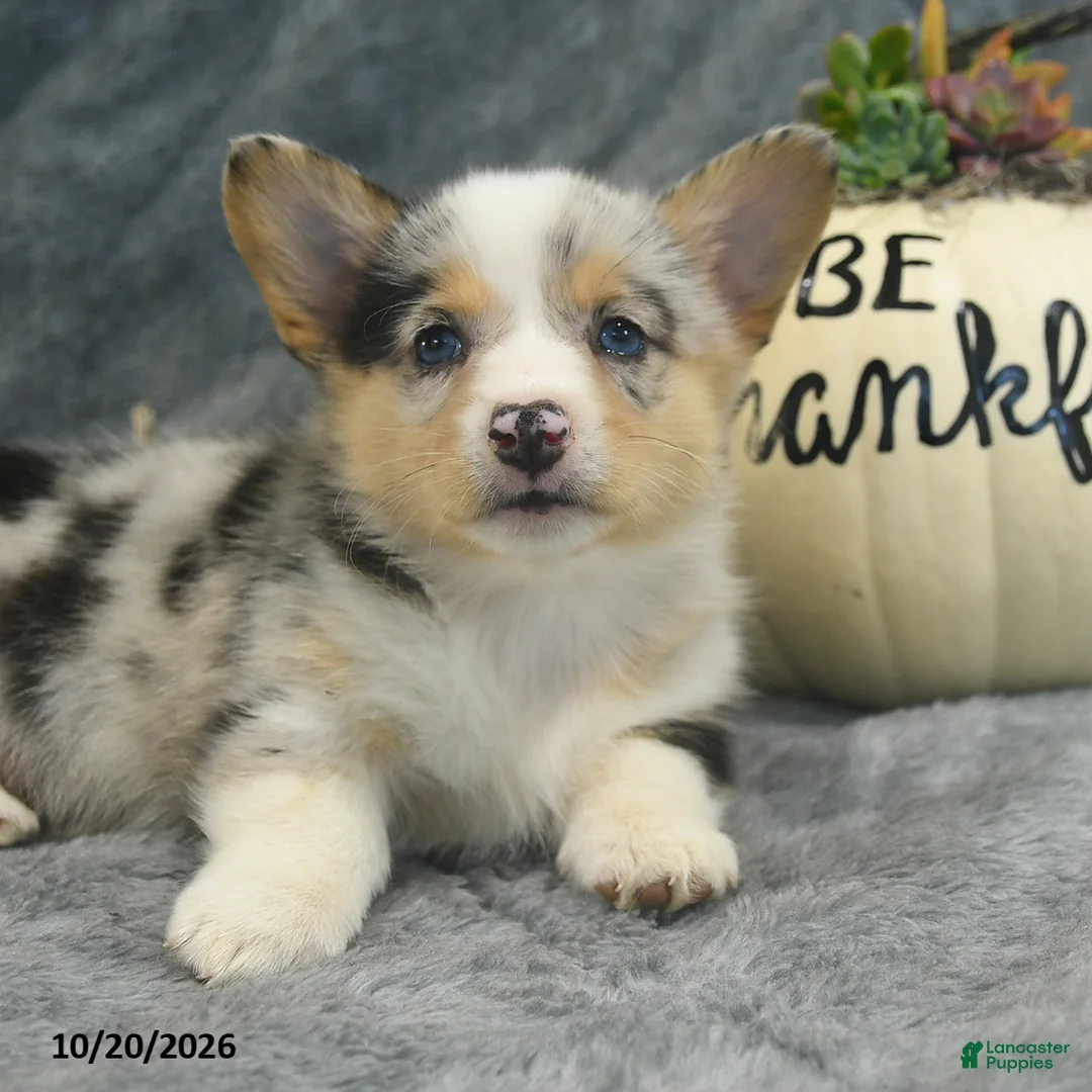 Welsh Corgi Pembroke dogs for sale: M n M - Ad 2