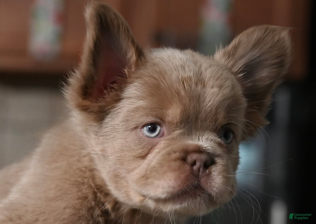 French Bulldog dogs for sale: Carmen  - Ad 14