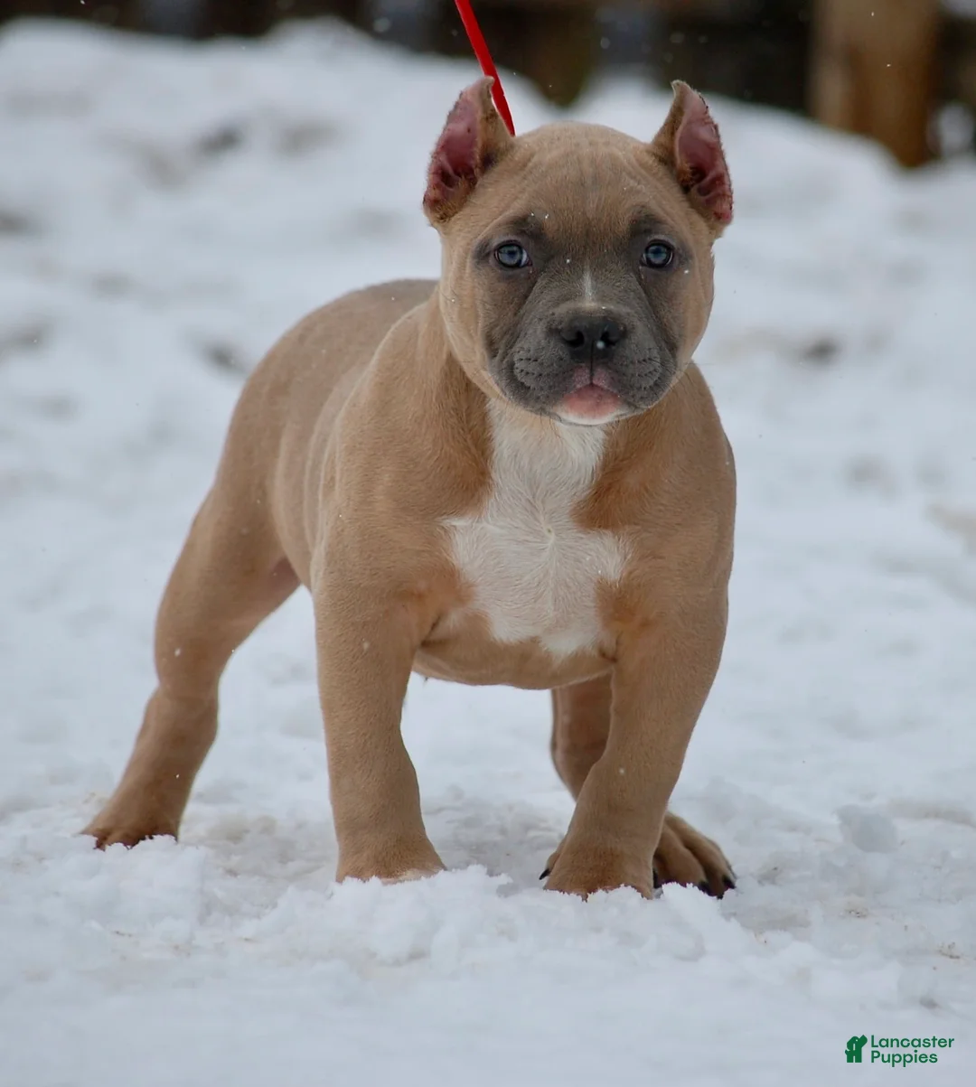 American Bully dogs for sale: American Bully Puppy 1 - Ad 2