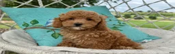 Cavapoo dogs for sale: Coco - Ad 4