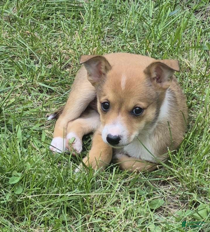 Corgipoo dogs Bella  - Ad 10