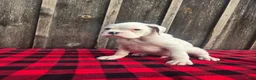 Boxer dogs for sale: Deacon - Ad 7