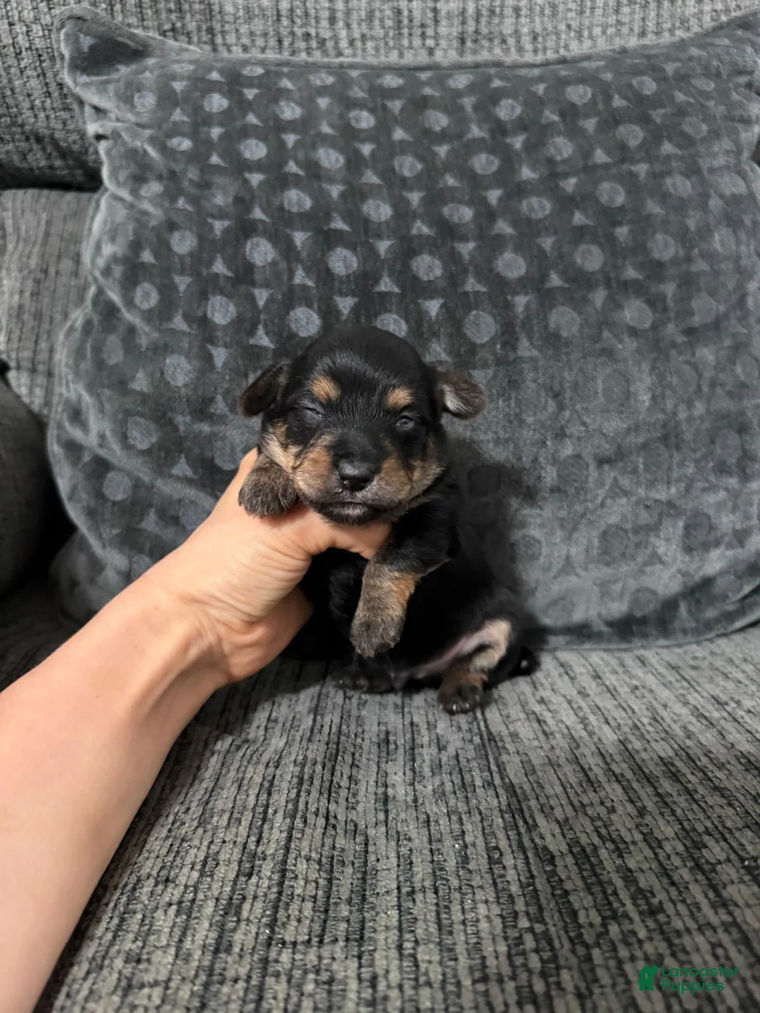 Yorkiepoo dogs for sale: Ace - Ad 2