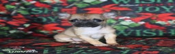 Chihuahua dogs for sale: Penelope - Ad 3