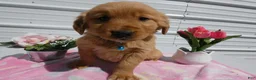 Golden Retriever dogs for sale: Golden Retriever Puppy 3 Lenora - Ad 3