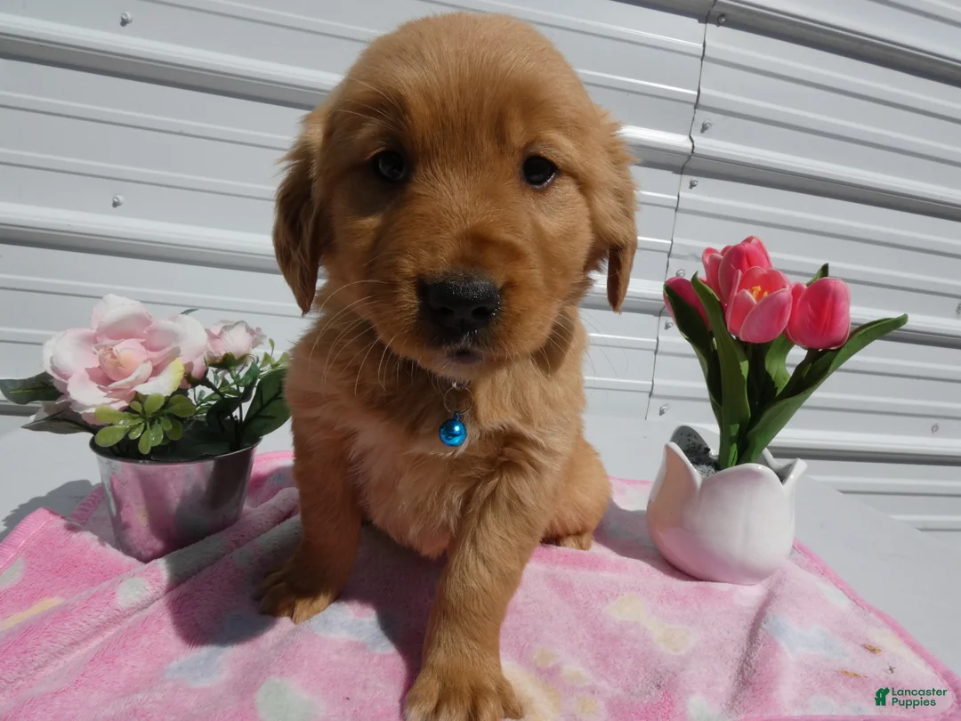 Golden Retriever dogs for sale: Golden Retriever Puppy 3 Lenora - Ad 3