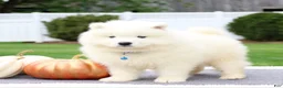 Samoyed dogs for sale: Ava - Ad 8