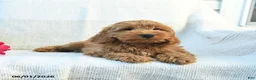 Cockapoo dogs for sale: Jaden - Ad 2