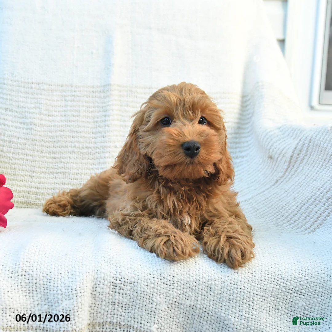 Cockapoo dogs for sale: Jaden - Ad 2